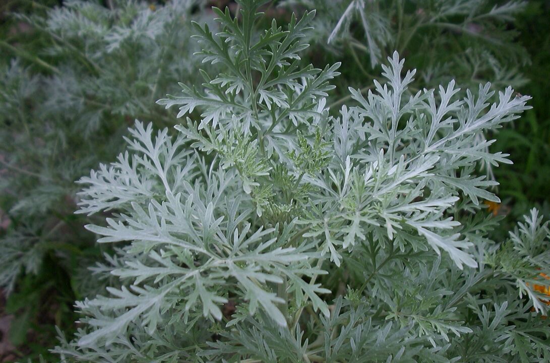 Wormwood melawan varises