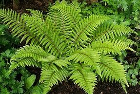 kompres untuk pengobatan varises